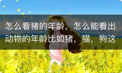 怎么看猪的年龄，怎么能看出动物的年龄比如猪，猫，狗这些