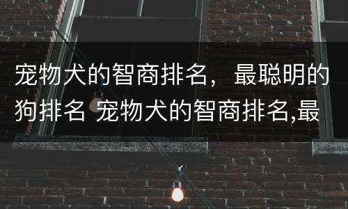 宠物犬的智商排名，最聪明的狗排名 宠物犬的智商排名,最聪明的狗排名第一