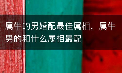 属牛的男婚配最佳属相，属牛男的和什么属相最配