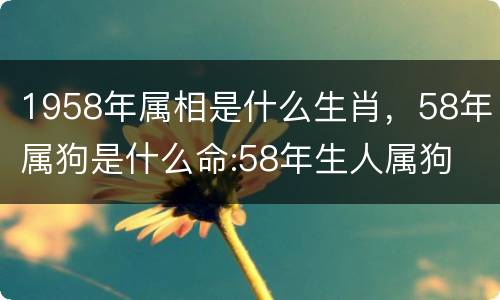 1958年属相是什么生肖，58年属狗是什么命:58年生人属狗