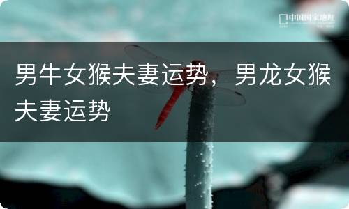 男牛女猴夫妻运势，男龙女猴夫妻运势