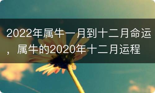 2022年属牛一月到十二月命运，属牛的2020年十二月运程