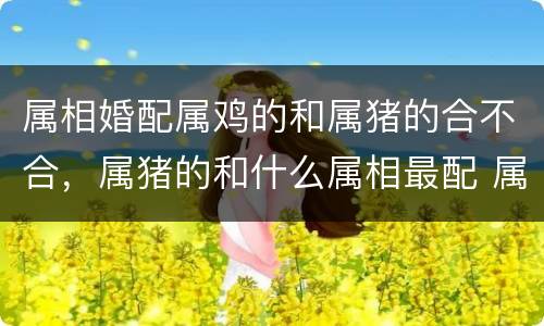 属相婚配属鸡的和属猪的合不合，属猪的和什么属相最配 属猪的属相婚配表