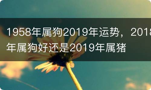 1958年属狗2019年运势，2018年属狗好还是2019年属猪