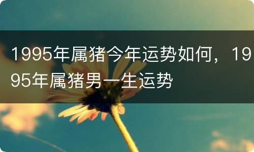 1995年属猪今年运势如何，1995年属猪男一生运势