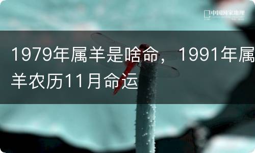 1979年属羊是啥命，1991年属羊农历11月命运