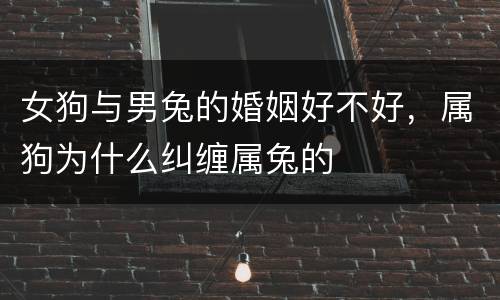女狗与男兔的婚姻好不好，属狗为什么纠缠属兔的