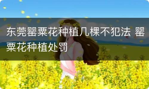 东莞罂粟花种植几棵不犯法 罂粟花种植处罚
