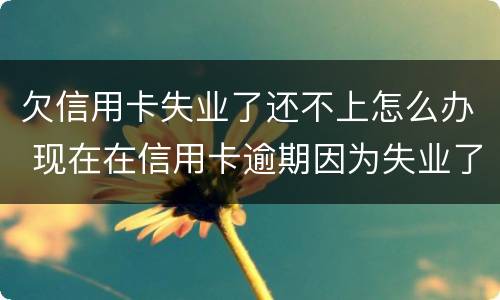 欠信用卡失业了还不上怎么办 现在在信用卡逾期因为失业了怎么办