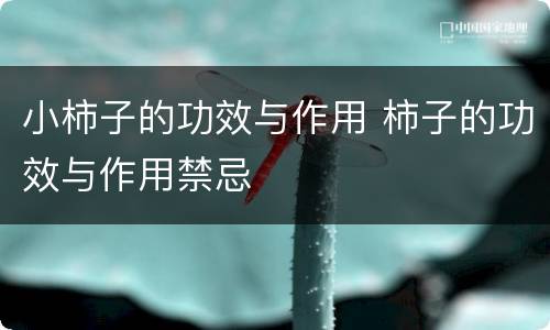 小柿子的功效与作用 柿子的功效与作用禁忌