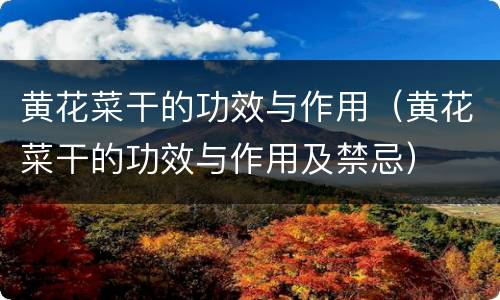 黄花菜干的功效与作用（黄花菜干的功效与作用及禁忌）