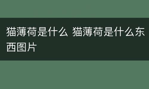 猫薄荷是什么 猫薄荷是什么东西图片