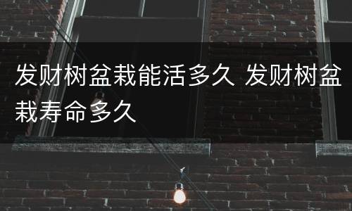 发财树盆栽能活多久 发财树盆栽寿命多久