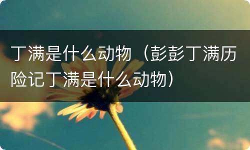丁满是什么动物（彭彭丁满历险记丁满是什么动物）