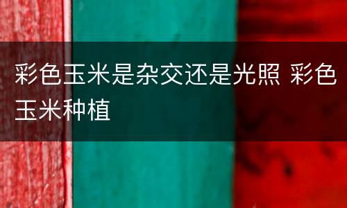 彩色玉米是杂交还是光照 彩色玉米种植