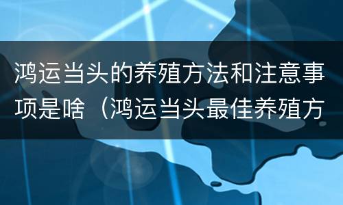 鸿运当头的养殖方法和注意事项是啥（鸿运当头最佳养殖方法）