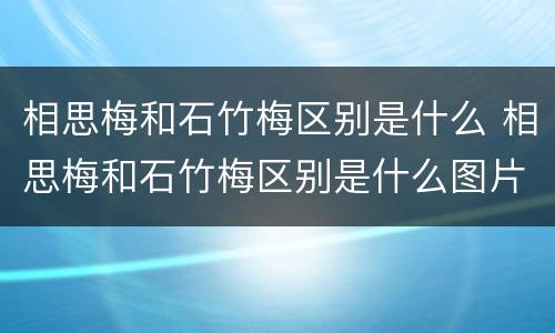 相思梅和石竹梅区别是什么 相思梅和石竹梅区别是什么图片