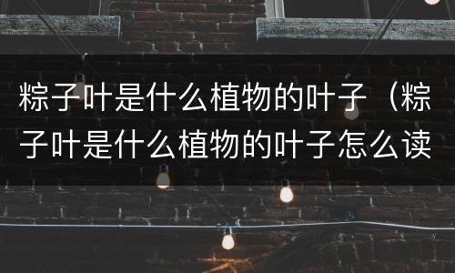 粽子叶是什么植物的叶子（粽子叶是什么植物的叶子怎么读）