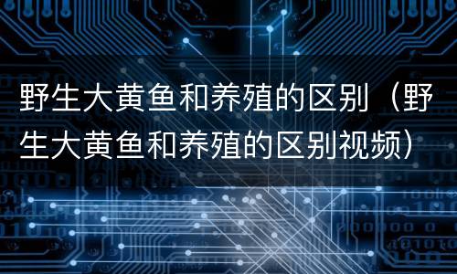 野生大黄鱼和养殖的区别（野生大黄鱼和养殖的区别视频）