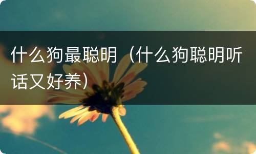 什么狗最聪明（什么狗聪明听话又好养）