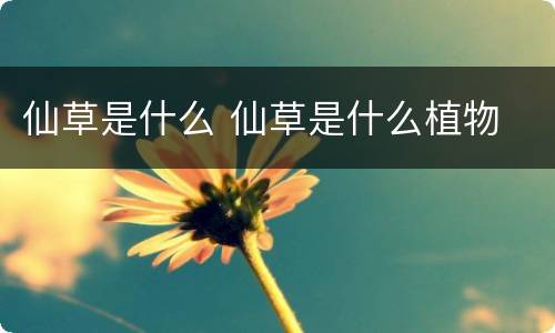 仙草是什么 仙草是什么植物