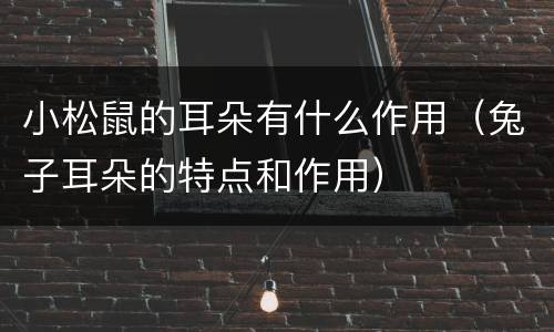 小松鼠的耳朵有什么作用（兔子耳朵的特点和作用）