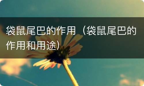 袋鼠尾巴的作用（袋鼠尾巴的作用和用途）