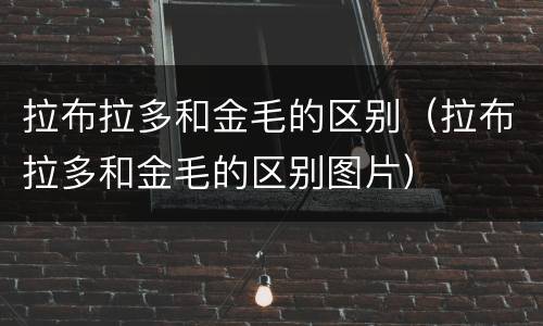 拉布拉多和金毛的区别（拉布拉多和金毛的区别图片）