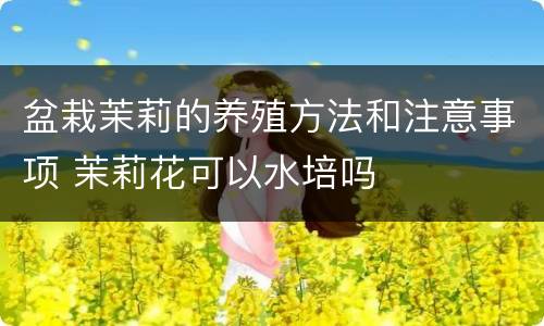 盆栽茉莉的养殖方法和注意事项 茉莉花可以水培吗
