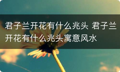 君子兰开花有什么兆头 君子兰开花有什么兆头寓意风水
