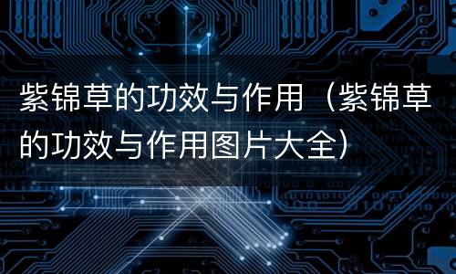 紫锦草的功效与作用（紫锦草的功效与作用图片大全）