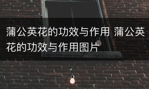 蒲公英花的功效与作用 蒲公英花的功效与作用图片
