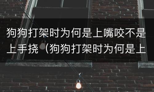 狗狗打架时为何是上嘴咬不是上手挠（狗狗打架时为何是上嘴咬不是上手挠的）