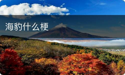 海豹什么梗