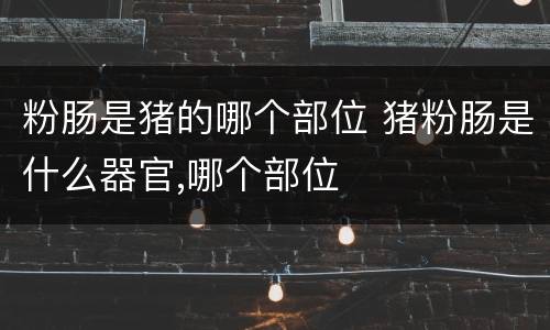 粉肠是猪的哪个部位 猪粉肠是什么器官,哪个部位