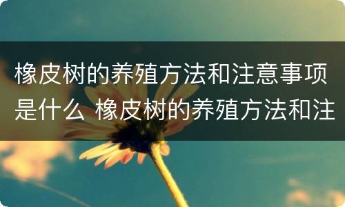 橡皮树的养殖方法和注意事项是什么 橡皮树的养殖方法和注意事项有哪些