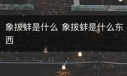 象拔蚌是什么 象拔蚌是什么东西