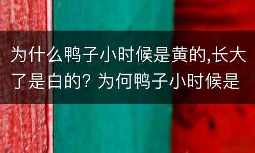 为什么鸭子小时候是黄的,长大了是白的? 为何鸭子小时候是黄的,长大了是白的?