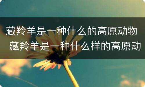 藏羚羊是一种什么的高原动物 藏羚羊是一种什么样的高原动物