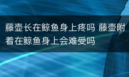 藤壶长在鲸鱼身上疼吗 藤壶附着在鲸鱼身上会难受吗
