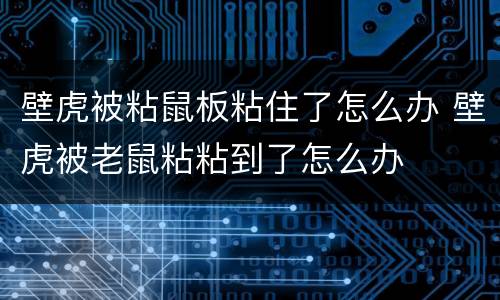 壁虎被粘鼠板粘住了怎么办 壁虎被老鼠粘粘到了怎么办
