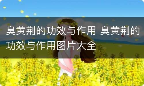 臭黄荆的功效与作用 臭黄荆的功效与作用图片大全