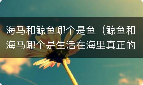 海马和鲸鱼哪个是鱼（鲸鱼和海马哪个是生活在海里真正的鱼）