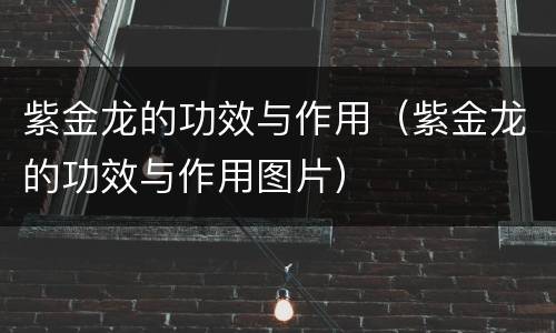 紫金龙的功效与作用（紫金龙的功效与作用图片）