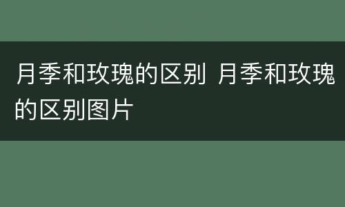 月季和玫瑰的区别 月季和玫瑰的区别图片