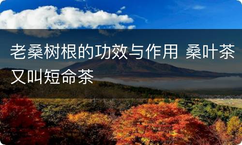 老桑树根的功效与作用 桑叶茶又叫短命茶