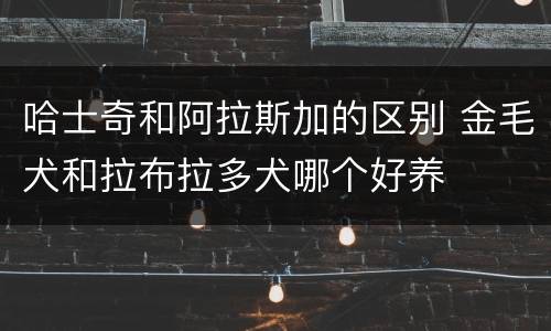 哈士奇和阿拉斯加的区别 金毛犬和拉布拉多犬哪个好养