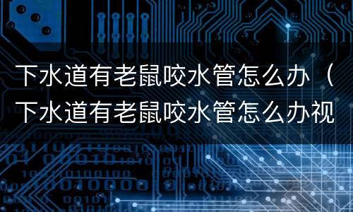 下水道有老鼠咬水管怎么办（下水道有老鼠咬水管怎么办视频）