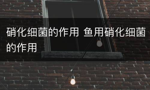 硝化细菌的作用 鱼用硝化细菌的作用