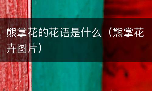 熊掌花的花语是什么（熊掌花卉图片）